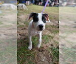 Patch - Sewing Litter - Female American Staffordshire Terrier-Unknown Mix Dog for Adoption - Small photo