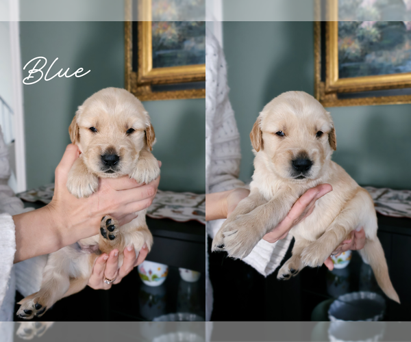 Medium Photo #1 Golden Retriever Puppy For Sale in PORTER, TX, USA