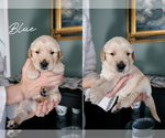 Puppy Blue Golden Retriever