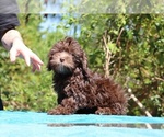 Small #18 ShihPoo