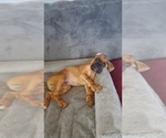 Small Photo #8 Boxer Puppy For Sale in STOCKTON, CA, USA