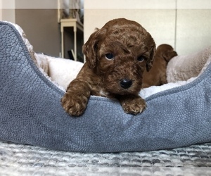 Cavapoo Puppy for sale in CHARLESTOWN, IN, USA