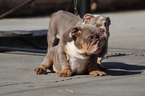 Small Photo #23 English Bulldog Puppy For Sale in LOS ANGELES, CA, USA