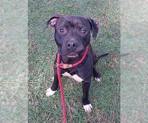 American Staffordshire Terrier-Labrador Retriever Mix Dogs for adoption in Fort Lauderdale, FL, USA