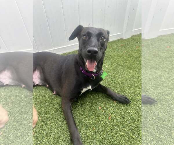 Medium Photo #7 Labrador Retriever-Unknown Mix Puppy For Sale in Pompano Beach , FL, USA