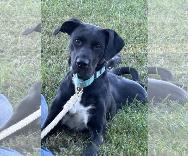Medium Photo #6 Labrador Retriever-Unknown Mix Puppy For Sale in Rustburg, VA, USA