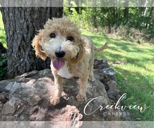 Poochon Puppy for sale in NIANGUA, MO, USA