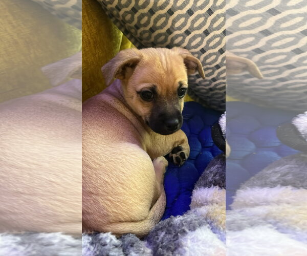 Medium Photo #3 Chiweenie Puppy For Sale in Milwaukie, OR, USA