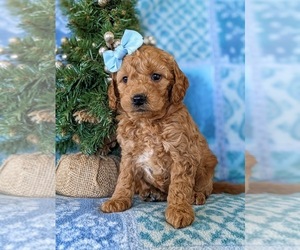 Goldendoodle (Miniature) Puppy for sale in KIRKWOOD, PA, USA
