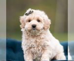 Small #4 Maltipoo (Miniature)