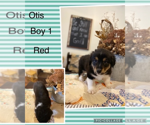 Medium Photo #2 Aussie-Corgi Puppy For Sale in BLMGTN, IN, USA