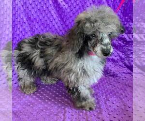 Poodle (Miniature) Puppy for sale in ARTHUR, IL, USA