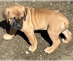 Small Photo #11 Cane Corso-Dogue de Bordeaux Mix Puppy For Sale in GIG HARBOR, WA, USA