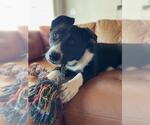 Small #2 Border Collie Mix