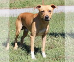 Johnny Cash 44388 - Male Mountain Cur-Unknown Mix Dog for Adoption - Small photo