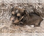 Small Photo #5 Yorkshire Terrier Puppy For Sale in VIRGINIA BEACH, VA, USA