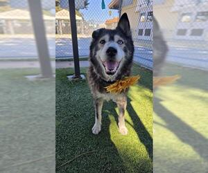 Siberian Husky Dogs for adoption in Downey, CA, USA