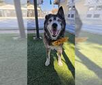 BELLADONNA - Female Siberian Husky Dog for Adoption - Small photo