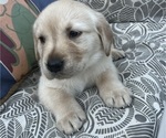 Puppy Chai Golden Labrador