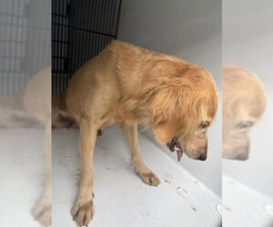 Golden Retriever Dogs for adoption in Houston, TX, USA