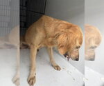 Small Golden Retriever