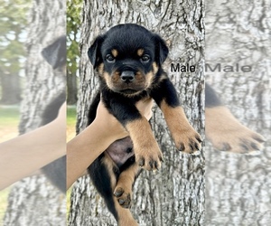 Rottweiler Puppy for sale in ALTON, MO, USA