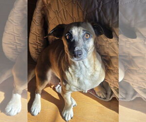 Chihuahua-Unknown Mix Dogs for adoption in Lakemont, GA, USA