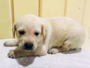 Labrador Retriever Puppy for sale in BYERS, CO, USA