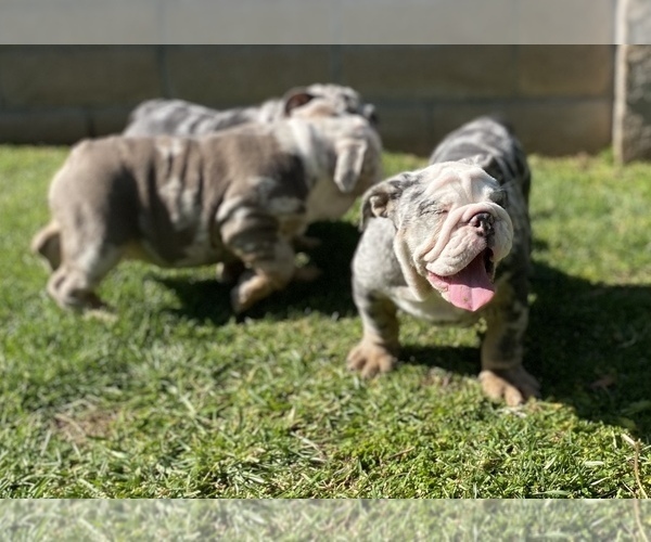 Medium Photo #13 English Bulldog Puppy For Sale in RANCHO CUCAMONGA, CA, USA