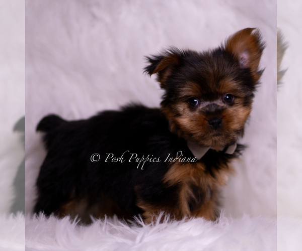 Medium Photo #2 Yorkshire Terrier Puppy For Sale in WARSAW, IN, USA