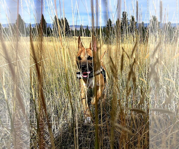 Medium Photo #13 German Shepherd Dog-Unknown Mix Puppy For Sale in Polson, MT, USA
