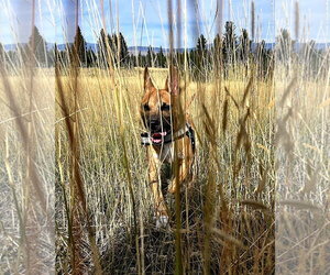 Gus - Male German Shepherd Dog-Unknown Mix Dog for Adoption - Photo #13