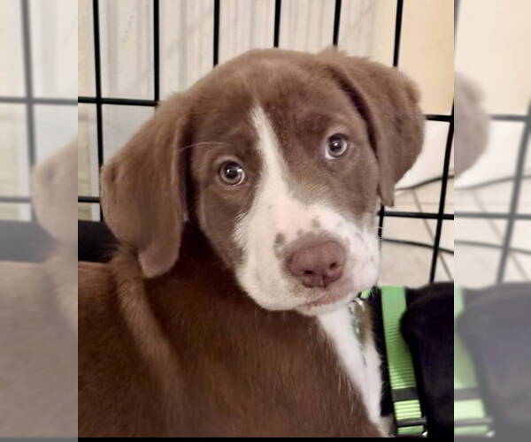 Medium Photo #1 Labrador Retriever-Unknown Mix Puppy For Sale in Royal Palm Beach, FL, USA