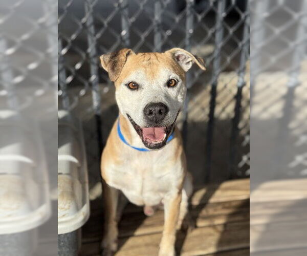 Medium Photo #2 Mutt Puppy For Sale in Riverside, CA, USA