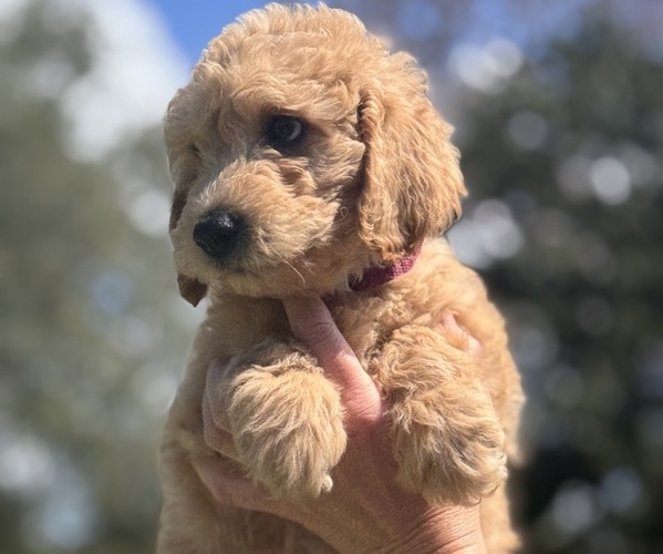 Medium Photo #1 Goldendoodle Puppy For Sale in COCOA, FL, USA
