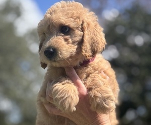 Medium Goldendoodle