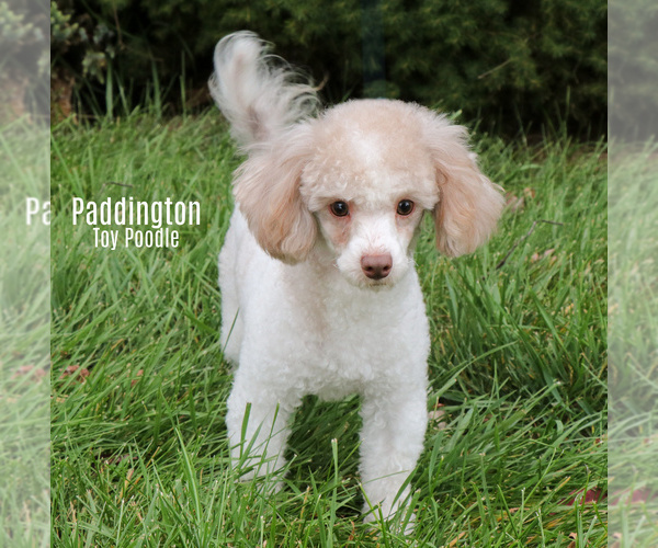 Medium Photo #1 Cavapoo Puppy For Sale in JONES, MI, USA