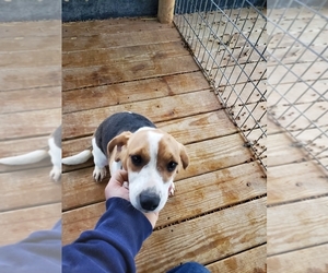 Beagle Puppy for sale in SEYMOUR, MO, USA