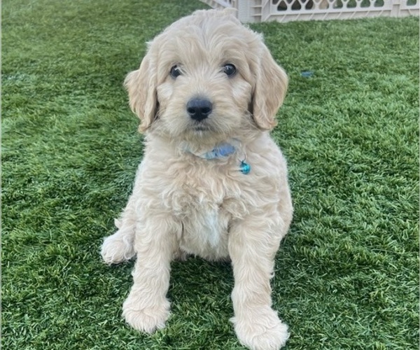 Medium Photo #19 Goldendoodle Puppy For Sale in PHOENIX, AZ, USA