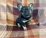 Small #3 French Bulldog