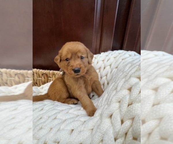 Medium Photo #22 Golden Retriever Puppy For Sale in AUMSVILLE, OR, USA