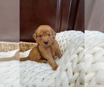 Small #21 Golden Retriever