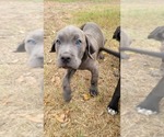 Puppy 8 Cane Corso-Mastiff Mix