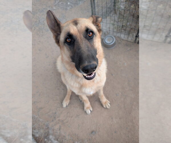 Medium Photo #3 German Shepherd Dog-Unknown Mix Puppy For Sale in Lake Forest, CA, USA