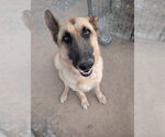 Small Photo #3 German Shepherd Dog-Unknown Mix Puppy For Sale in Lake Forest, CA, USA