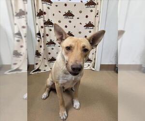 Labrador Retriever-Unknown Mix Dogs for adoption in Norco, CA, USA