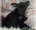 Small #1 Rat Terrier