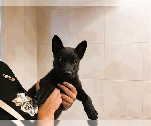 Medium Photo #1 Labrador Retriever Puppy For Sale in Redwood City, CA, USA