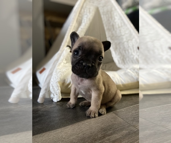 Medium Photo #16 French Bulldog Puppy For Sale in OSHKOSH, WI, USA