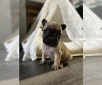 Small Photo #16 French Bulldog Puppy For Sale in OSHKOSH, WI, USA
